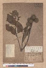 Lithocarpus castanopsisifolius (Hayata) Hayata 鬼石櫟