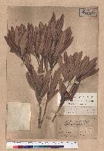Pasania dodonaeifolia (Hayata) Hayata 柳葉柯