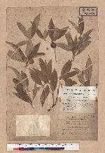 Cyclobalanopsis hypophaea (Hayata) Kudo 灰背櫟