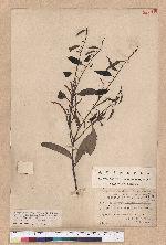 Castanopsis stipitata (Hay.) Kaneh. et Hatsu. 單刺櫧