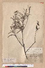 Castanopsis stipitata (Hay.) Kaneh. et Hatsu. 單刺櫧