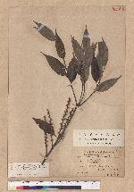 Castanopsis stipitata (Hay.) Kaneh. et Hatsu. 單刺櫧