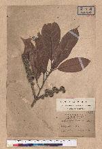 Castanopsis kawakamii Hayata 大葉苦櫧