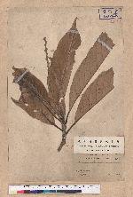 Castanopsis kawakamii Hayata 大葉苦櫧