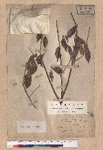 Pasania konishii (Hayata) Schottky 油葉石櫟