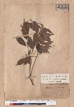 Pasania konishii (Hayata) Schottky 油葉石櫟