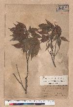 Pasania konishii (Hayata) Schottky 油葉石櫟
