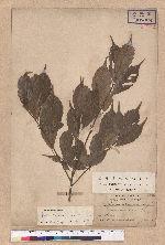 Pasania konishii (Hayata) Schottky 油葉石櫟
