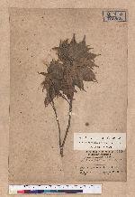 Pasania konishii (Hayata) Schottky 油葉石櫟