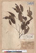 Castanopsis longicaudata (Hayata) Kaneh. et Hatus. 長尾尖櫧