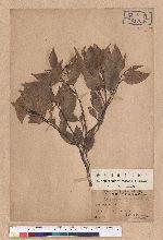 Castanopsis longicaudata (Hayata) Kaneh. et Hatus. 長尾尖櫧