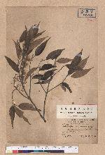 Castanopsis longicaudata (Hayata) Kaneh. et Hatus. 長尾尖櫧
