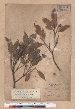 Castanopsis longicaudata (Hayata) Kaneh. et Hatus. 長尾尖櫧