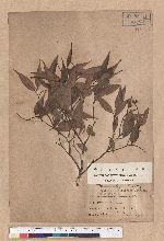Castanopsis longicaudata (Hayata) Kaneh. et Hatus. 長尾尖櫧