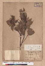 Castanopsis longicaudata (Hayata) Kaneh. et Hatus. 長尾尖櫧