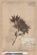 Castanopsis longicaudata (Hayata) Kaneh. et Hatus. 長尾尖櫧