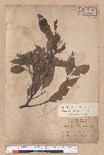 Castanopsis longicaudata (Hayata) Kaneh. et Hatus. 長尾尖櫧