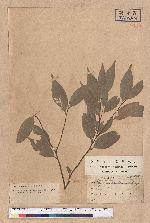 Lithocarpus randaiensis (Hayata) Hayata