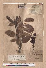 Lithocarpus rhombocarpa (Hayata) Hayata