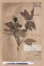 Pasania shinsuiensis (Hayata & Kanehira) Nakai 浸水營石櫟
