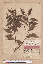 Castanopsis sieboldii (Makino) Hatusima ex Yamazaki & Mashiba