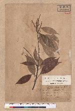 Pasania taitoensis (Hayata) Liao 臺東石櫟