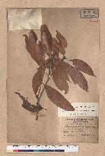 Lithocarpus ternaticupula Hayata