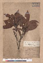 Lithocarpus ternaticupula Hayata