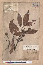 Lithocarpus ternaticupula Hayata