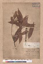 Lithocarpus ternaticupula Hayata