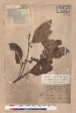 Pasania taitoensis (Hayata) Liao 臺東石櫟