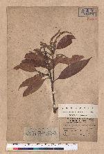 Pasania taitoensis (Hayata) Liao 臺東石櫟