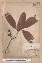 Lithocarpus ternaticupula Hayata