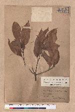 Lithocarpus ternaticupula Hayata