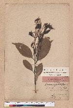 Castanopsis luchuensis Hayata