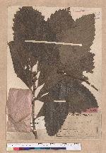Quercus bennettii Miq.