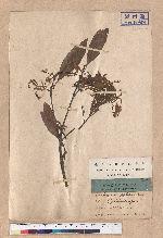 Quercus blakei Skan