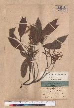 Quercus blakei Skan