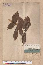 Pasania cornea (Lour.) Liao 後大埔石櫟