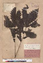 Quercus crispula Bl.