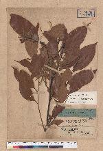 Lithocarpus curranii Rehder