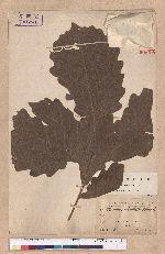 Quercus dentata Thunb. ex Murray 槲樹
