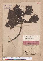 Quercus dentata Thunb. ex Murray 槲樹