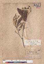 Quercus gilva Blume 赤皮