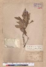Quercus gilva Blume 赤皮