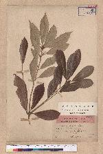 Quercus gilva Blume 赤皮