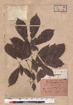 Quercus glandulifera Blume var. brevipetiolata (A. DC.) Nakai 思茅櫧櫟