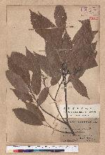 Cyclobalanopsis glauca (Thunb.) Oerst. 青剛櫟