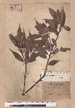Cyclobalanopsis glauca (Thunb.) Oerst. 青剛櫟