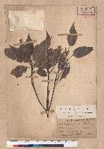 Cyclobalanopsis glauca (Thunb.) Oerst. 青剛櫟